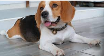 Cachorro Beagle