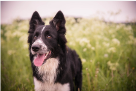Cachorro Border Collie