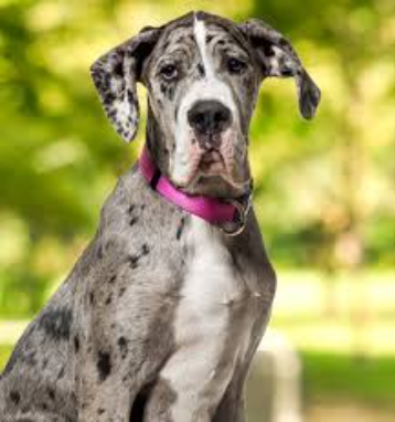 Cachorro Dogue Alemão