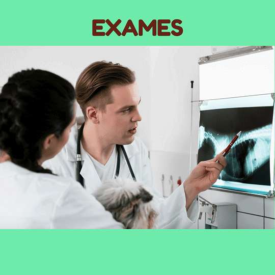 Exames Veterinários