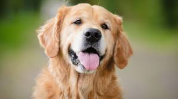 Cachorro Golden Retriever