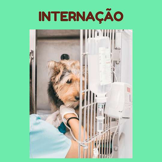 Internação Veterinária