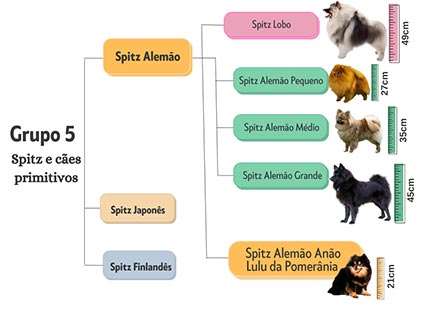 Hierarquia das raças Spitz - Grupo 5 Spitz e Cães Primitivos