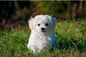 Cachorro Maltês branco em gramado verde