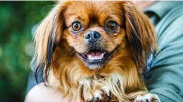 Cachorro Pequinês sorrindo