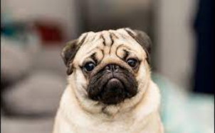 Cachorro Pug