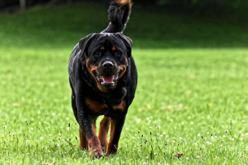 Cachorro Rottweiler