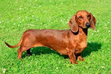 Cachorro Salsicha (Dachshund)