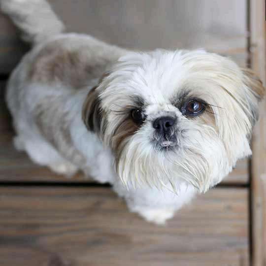 Shih Tzu adulto - cores e olhos