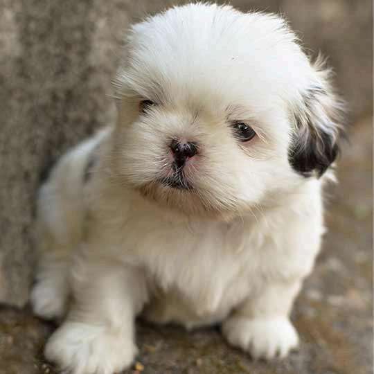 Filhote de Shih Tzu